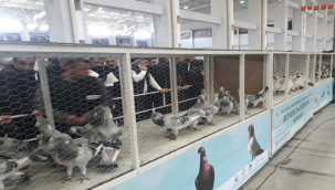 1. Uluslararası Şanlıurfa Güvercin Güzellik Yarışması Yapıldı