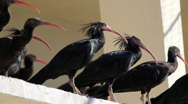 Kelaynaklarda üreme öncesi yuvaları dezenfekte edildi
