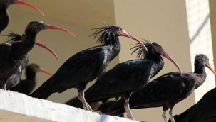 Kelaynaklarda üreme öncesi yuvaları dezenfekte edildi