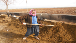 Kimyasal gübre fiyatları arttı, hayvan gübresi kıymetlendi