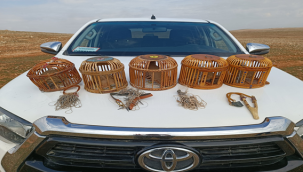 Şanlıurfa'da kaçak avcılar suçüstü yakalandı