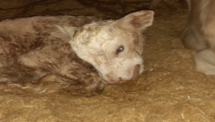 Urfa'da buzağıyı görenler neye uğradığını şaşırdı!  