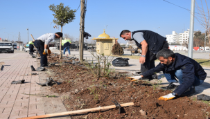 Viranşehir'de Yeşil Alanlar Güllerle Donatılacak