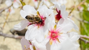 Arıların Badem Çiçekleri ile Dansı'' festivali 