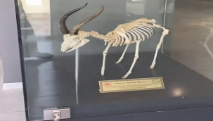 Ceylanların iskeletleri ziyaretçileri bekliyor