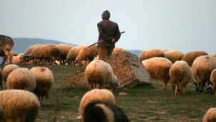 Resmi Gazete'de yayımlandı! Ceylanpınar TİGEM'e Çoban alınacak