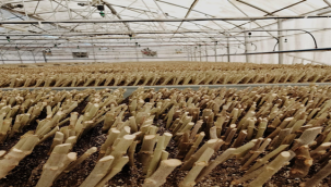 Şanlıurfa'da 200 bin adet köklendirme Başlandı