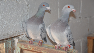 Şanlıurfa'da otomobil fiyatına güvercin