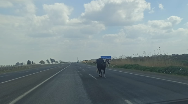 Şanlıurfa'da tehlike saçan yol