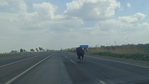 Şanlıurfa'da tehlike saçan yol