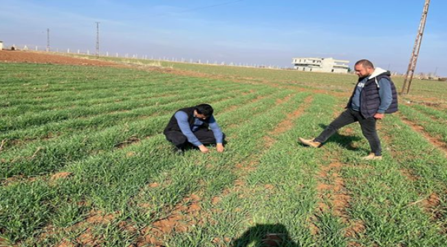 Şanlıurfa'da uzman uyardı: Arpa hastalığında ilaçlama çalışması