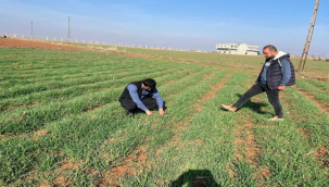 Şanlıurfa'da uzman uyardı: Arpa hastalığında ilaçlama çalışması