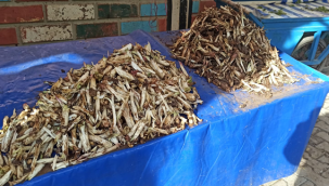 Urfa'da baharın gelişini kanıtıdır!