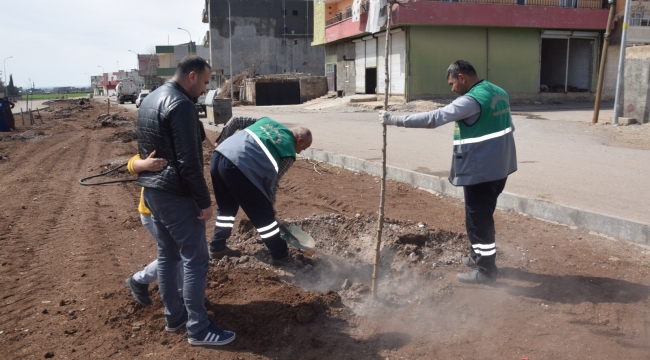 VİRANŞEHİR BELEDİYESİNDEN ORTA REFÜJLERDE AĞAÇLANDIRMA ÇALIŞMASI