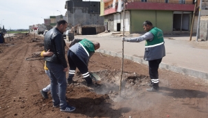 VİRANŞEHİR BELEDİYESİNDEN ORTA REFÜJLERDE AĞAÇLANDIRMA ÇALIŞMASI