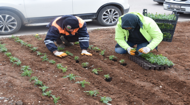 Viranşehir'de Kavşak Ve Refüjler Mevsimlik Çiçeklerle Süsleniyor