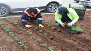 Viranşehir'de Kavşak Ve Refüjler Mevsimlik Çiçeklerle Süsleniyor