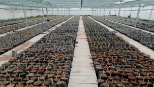 Birecik'te üretiliyor!