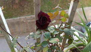 Halfeti'nin "Karagülü" Çiçek Açtı