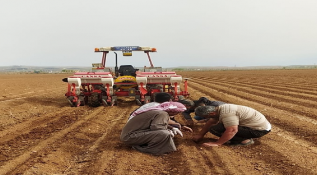 Harran ovasında altın mesaisi başladı