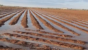 Hububat ambarında pamuk hazırlıkları başladı