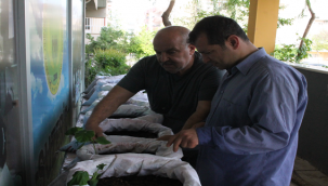 Şanlıurfa'da kurdukları bahçe ile sebze yetiştiriyorlar