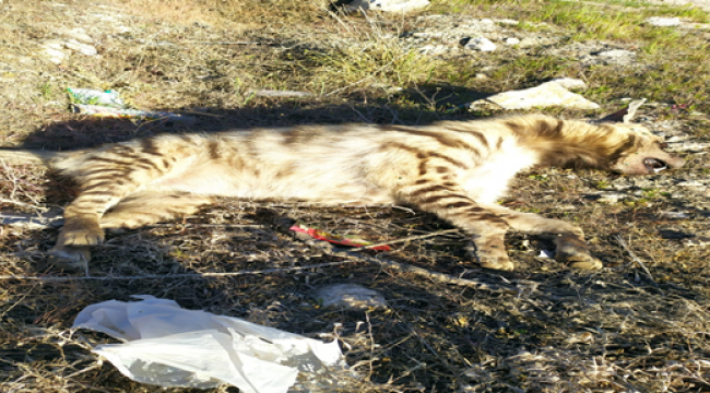 Şanlıurfa'da nesli tehlikedeki çizgili sırtlan ölü bulundu