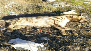 Şanlıurfa'da nesli tehlikedeki çizgili sırtlan ölü bulundu