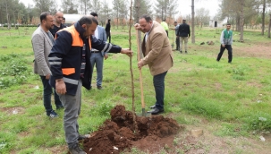 SULUTEPE GÖLETİNDE AĞAÇLANDIRMA ÇALIŞMASI 