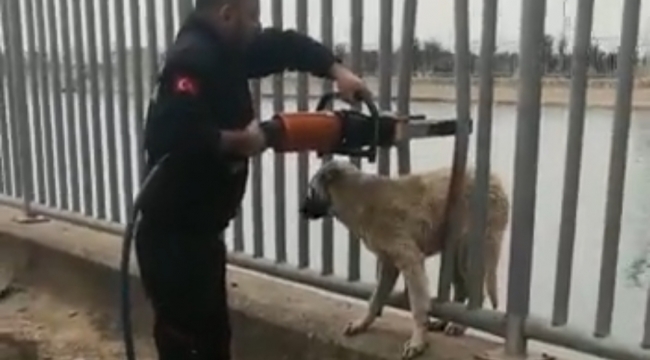 Urfa'da demir parmaklıklara sıkışan köpek kurtarıldı