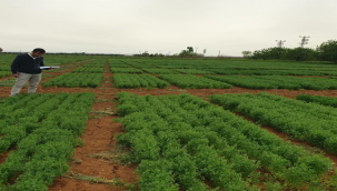 Urfa'da yeni bir ürün tescil için yetiştiriliyor