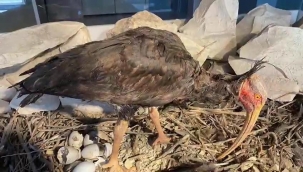 Birecik Kelaynak Üretme İstasyonu'na binlerce ziyaretçi uğruyor