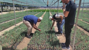 Birecik'te üretilen fideler orman oluyor