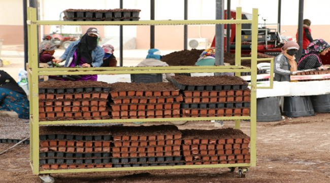 Büyükşehir'in Fidanlıklarda Kurduğu Seralarda Her Mevsim İçin Çiçek Yetiştiriliyor 