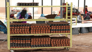 Büyükşehir'in Fidanlıklarda Kurduğu Seralarda Her Mevsim İçin Çiçek Yetiştiriliyor 