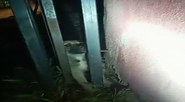 İtfaiye'den köpek kurtarma operasyonu