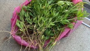 Jandarmadan uyuşturucu operasyonu 2 gözaltı