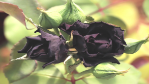 Karagül Halfeti'den dünyaya açılan pencere 