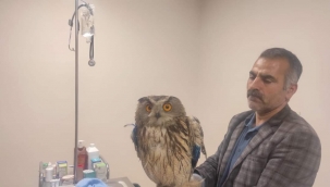 Şanlıurfa'da 3 tane yaralı kuş çeşidi tedavi altına alındı 