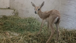 Şanlıurfa'da  arabanın bagajında ele geçirildi