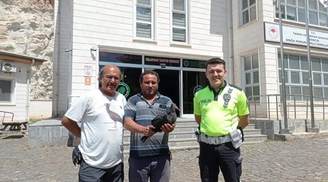 Şanlıurfa'da bitkin halde bulunan kelaynak kuşu tedavi altına alındı