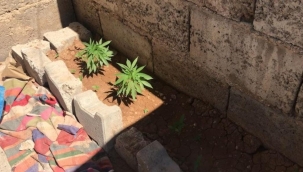 Şanlıurfa'da evin çatısında uyuşturucu ele geçirildi 