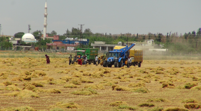 Şanlıurfa'da Mercimek hasadı başladı