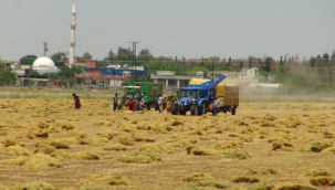 Şanlıurfa'da Mercimek hasadı başladı