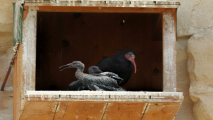 Şanlıurfa'da sayıları çoğalmaya başladı