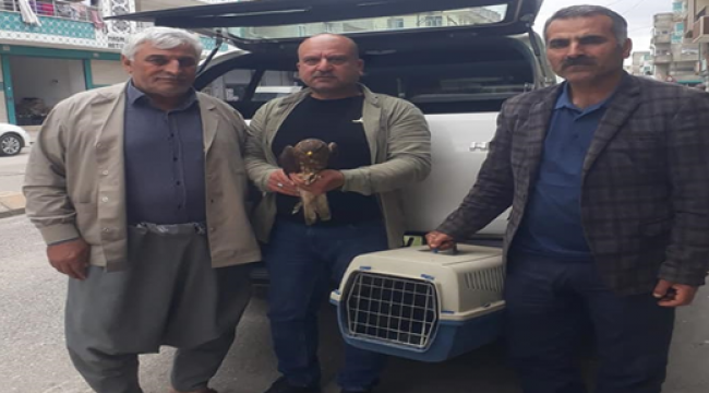 Yaralı Şahin ile atmaca  kuşu Tedavi Altına Alındı
