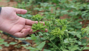 Yeşilgül üretilmeye başlandı