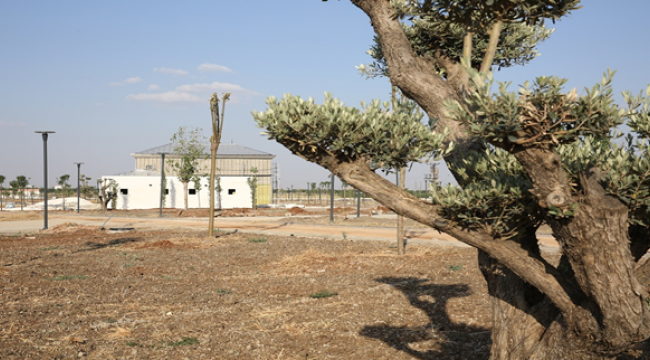 180 bin  Metrekarelik Millet Bahçesi Ağaçlandırılıyor