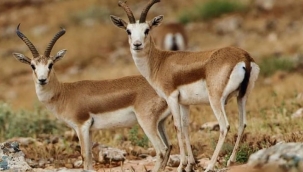 Ceylan vurmanın cezası 35 Bin lira oldu