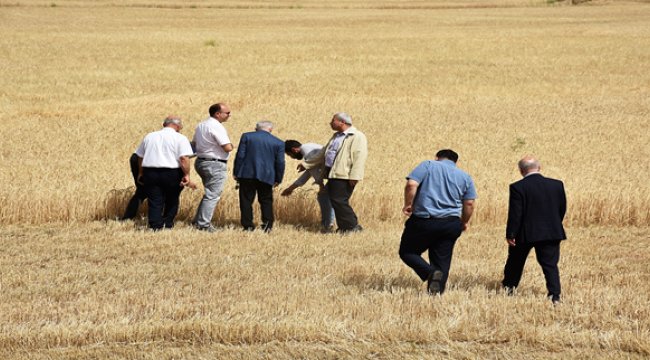 Harran Üniversitesi Kampüslerinde Tarihi Hasat Başladı